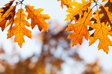 Wall Mural - Autumn foliage background. Colorful red brown orange leaves sunny day park scene. Red oak tree branch macro view photo.