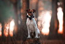 Charming Dog Fox Terrier Breed In The Autumn Forest