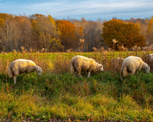 Grazing Sheep In Autumn Sunset