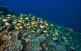 Fototapeta  - Grunts school over coral reef