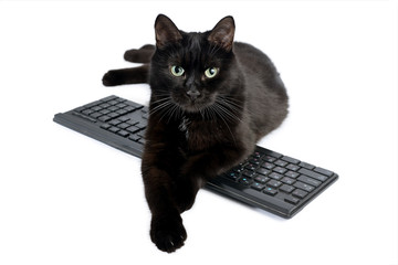 Black cat on a black keyboard on a white background