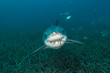 Great white shark over seagrass bed