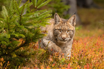 Amazing cute young lynx cub in autumn wet forest. Beautiful, endangered animal species. Unusual sight. Lovely mammal. Rare sight, very precious, gorgeous animal.