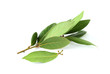 Fresh twig with bay leaves.