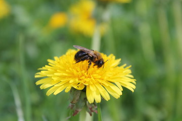 bee on yellow flower