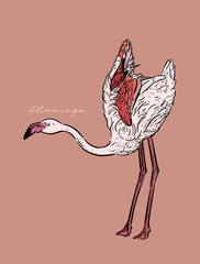 Wall Mural - Flamingo vector illustration.