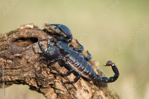 Fotomural Emperor scorpion is a species of scorpion native to rainforests and savannas in West Africa