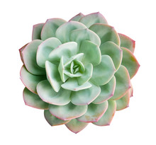 Green Succulent Cactus Flower Plant Top View Isolated On White Background, Clipping Path Included