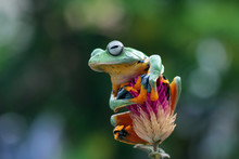 Javan Tree Frog Sitting On A Branch, Indonesia