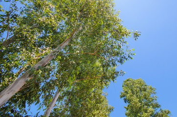 Up view on tree