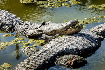 Wall Mural - Alligator in the Everglades