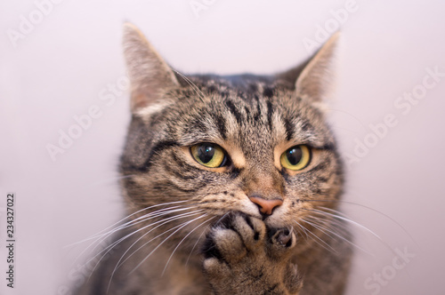 Fotografía Cat surprised - paw covers mouth