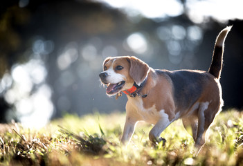 Wall Mural - The Beagle