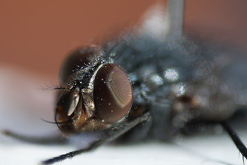 closeup of a fly