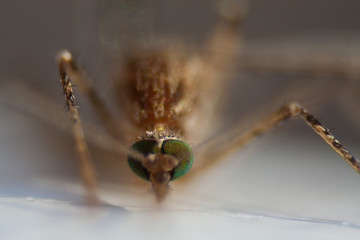 macro mosquito