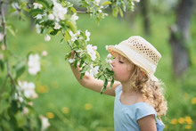 Girl Sniffing Flowers Of Apple Orchard. Garden With Flowering Trees