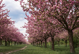 Fototapeta Przestrzenne - Path lined with Sakura trees in bloom - cherry blossoms walking path