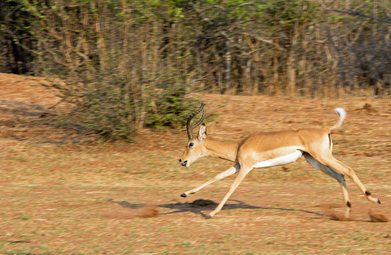 Impala Buck in mid air while running across the dry arid savannah in Matusadona National Park, Zimbabwe