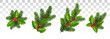 Christmas set for decoration. Pine branches and holly with red leaves. Vector.Eps10.