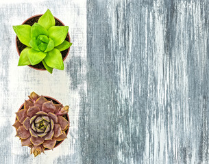 Wall Mural - Two little succulent plants on gray artistic canvas