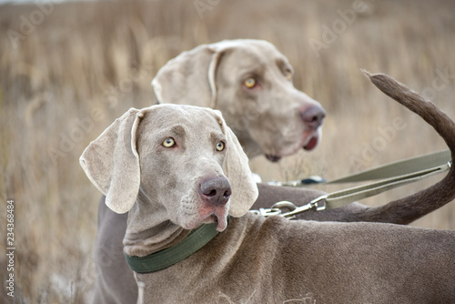 weimaraner pointer