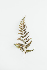 Wall Mural - Fern leaf isolated on white background.