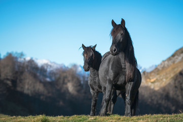 Wall Mural - chevaux de merens