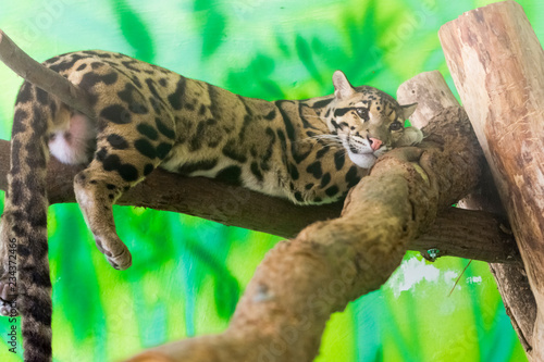 Fotografía Clouded leopard on a tree