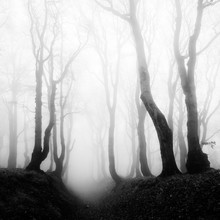 Haunted Forest, Sunken Lane Through Of Spooky Trees In Thick Fog