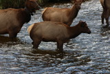 Fototapeta  - elk in river