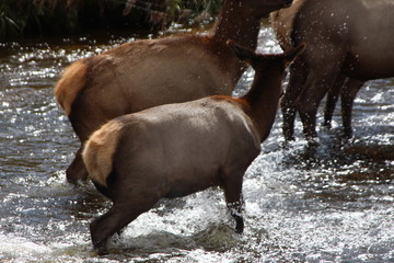 Wall Mural - elk in water