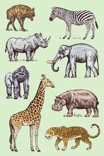 Set Of African Animals. Rhinoceros Elephant Giraffe Hippopotamus Leopard Hyena Western Gorilla Wild Zebra. Engraved Hand Drawn Vintage Old Monochrome Safari Sketch. Vector Illustration.