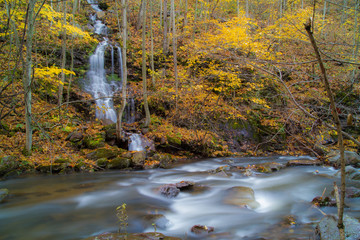  Waterfall Cascading Into Stream Down Cliff Face Saturated In Yellow Foliage
