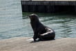 Sea lion on the pier