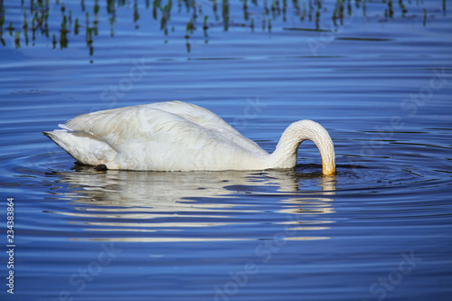 Fotografie, Obraz Trumpeter swan feeding, Yellowstone National Park, Wyoming