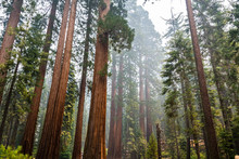 Giant Sequoia Trees In Mariposa Grove, Yosemite National Park, California; Smoke From Ferguson Fire Visible In The Air;