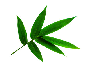  zielony liść bambusa na białym tle