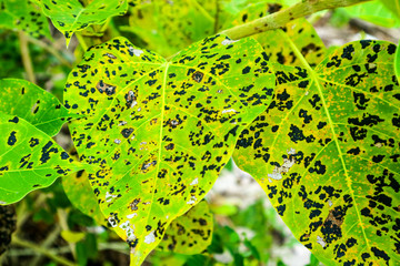 Leaf blight with grey centre and with brown border occur in large number in nursery