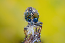Macro Shot Of A Robber Fly As It Eats The Insect. , Select Eye Focus
