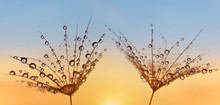 Water Drops On A Dandelion Seeds Close Up. Morning Dew At Sunrise. Nature Background.