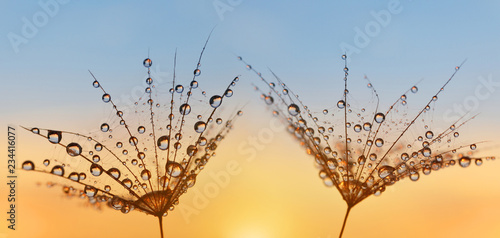 Fotografia  Water drops on a dandelion seeds close up