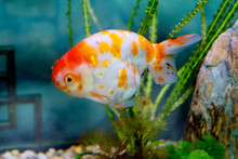 Goldfish Shubunkin. This Is A Breeding Form Of Goldfish, Bred In Japan.