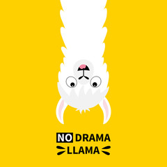 Llama alpaca face hanging upside down. No drama. Cute cartoon funny kawaii smiling character. Childish baby collection. T-shirt, greeting card, poster template print. Flat design. Yellow background.