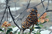 Open Seed Follicles And New Growth On Banksia Oblongifolia Cone, The Fern -Leaved Banksia, Following A Bushfire In Heath, In The Royal National Park, NSW, Australia