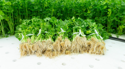 Hydroponics vegetables celery growing packing for sale in greenhouse on white foam., with copy space for your text.