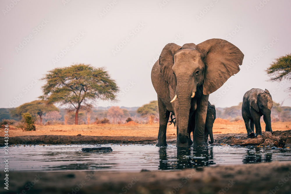 Elefantenkuh mit Jungem am Wasserloch, Senyati Safari Camp, Botswana - obrazy, fototapety, plakaty 