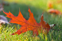 Red Oak Leaf On A Green Lawn In The Autumn On A Sunny Day, Blurred Background