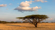 Schirmakazie in der Massai Mara