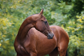 Portrait of a beautiful chestnut horse look back isolated on nature background