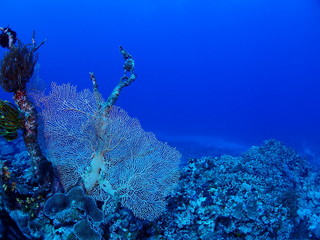 海中写真